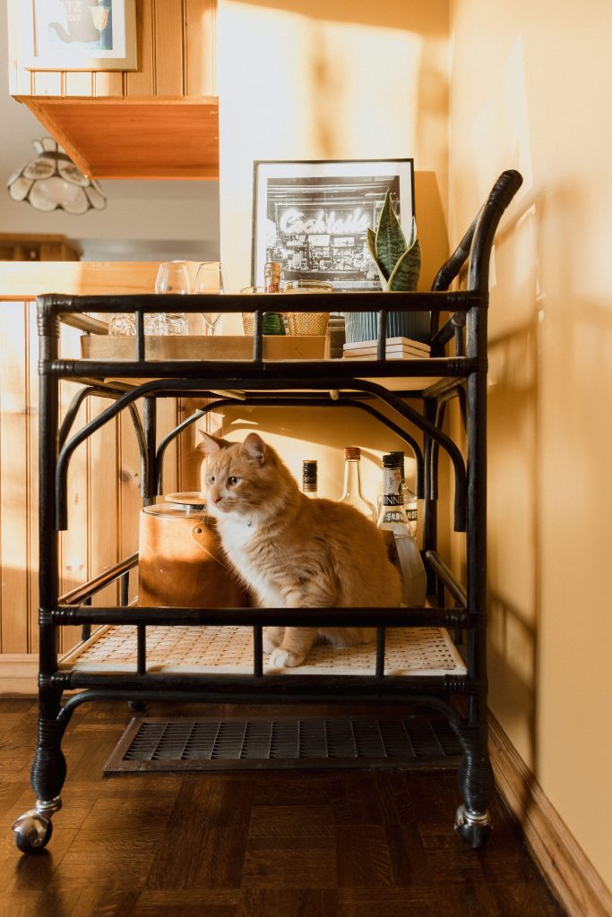 Cat in a bar cart orange living room retro style interiors in their home in rural Ontario, in-home engagement photos by Sonia V Photography