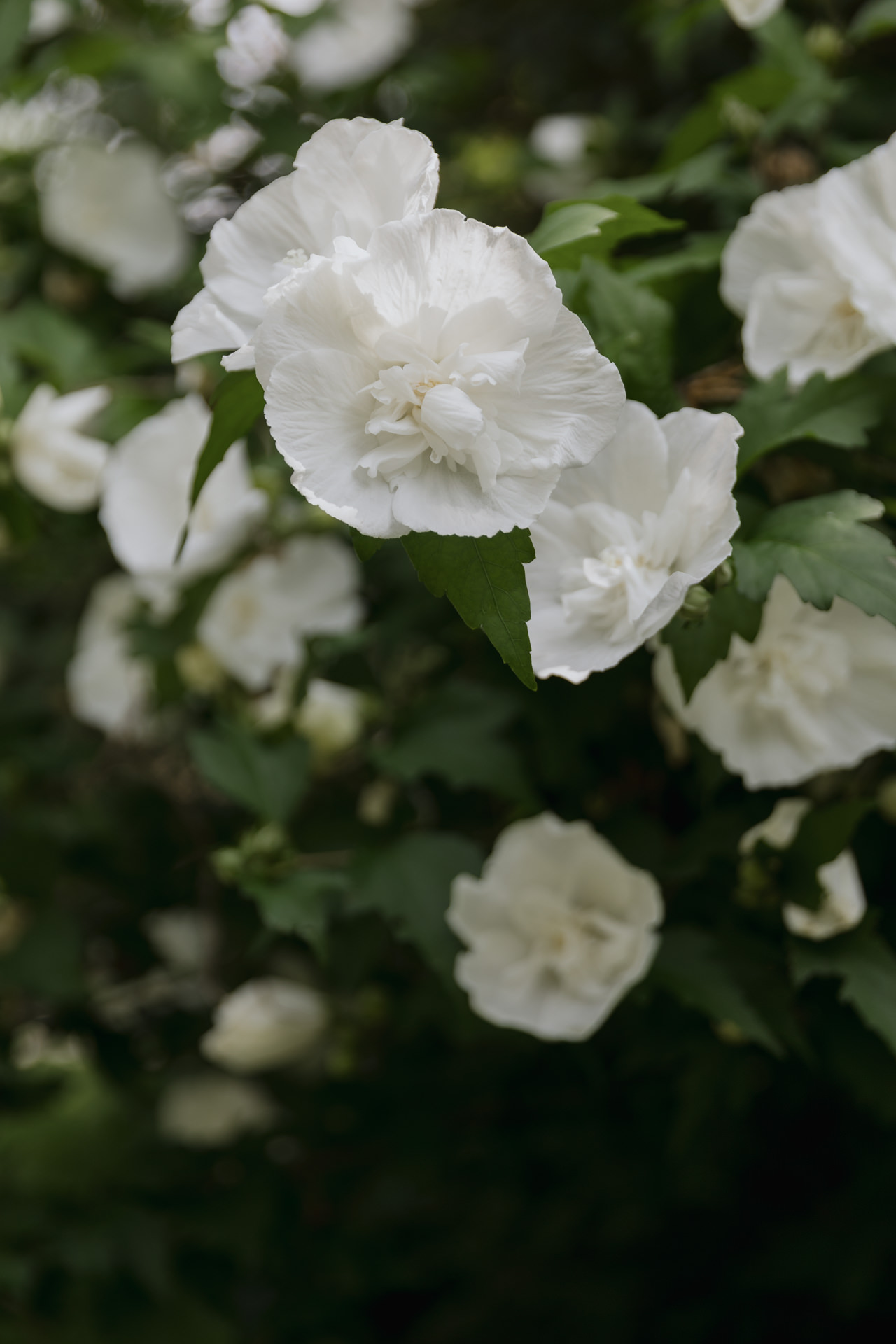 Real Wedding at Gracewood Estates Kurtz Orchards Niagara on the Lake - photos by Sonia V Photography