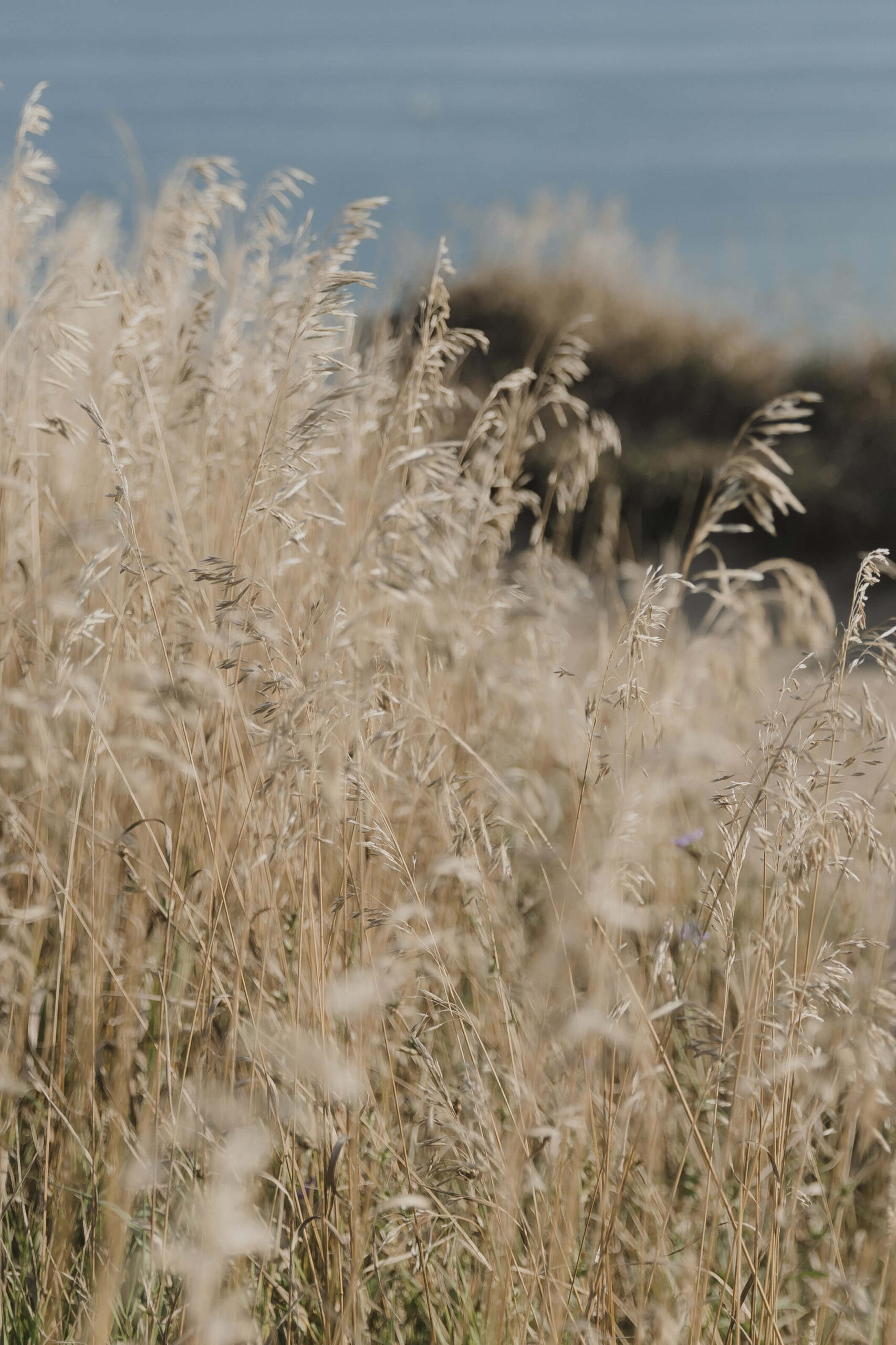 Cliffside Engagement Photos at the Scarborough Bluffs - Sonia V Photography