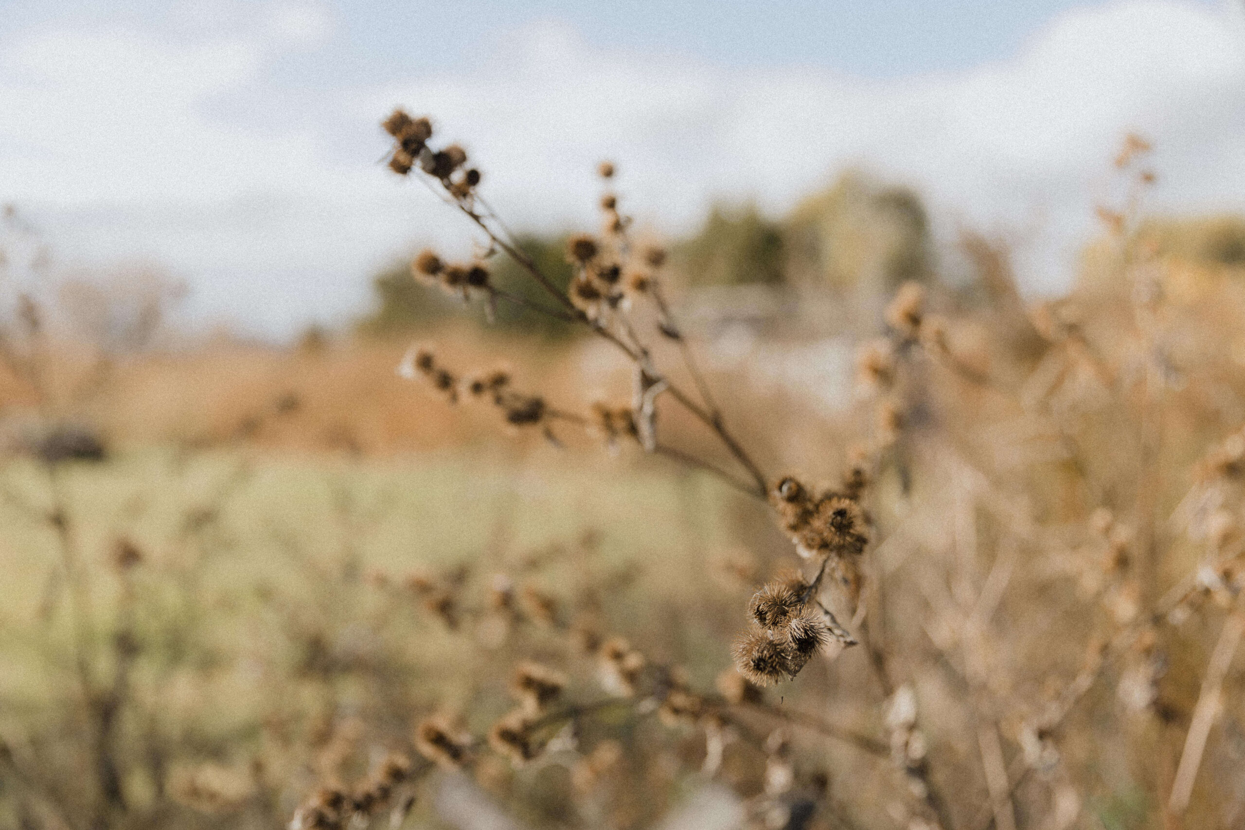 Personal Brand Shoot Inspiration on a farm - Sonia V Photography