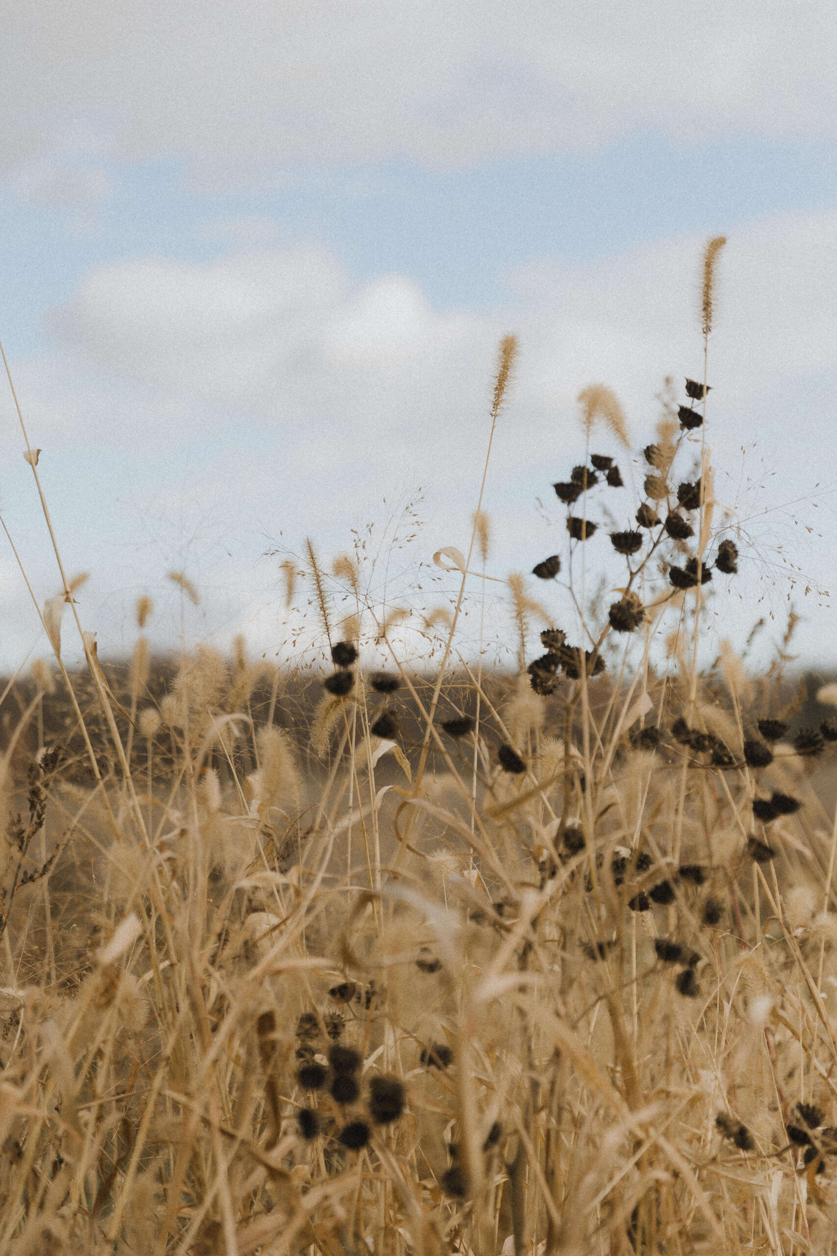 Personal Brand Shoot Inspiration on a farm - Sonia V Photography