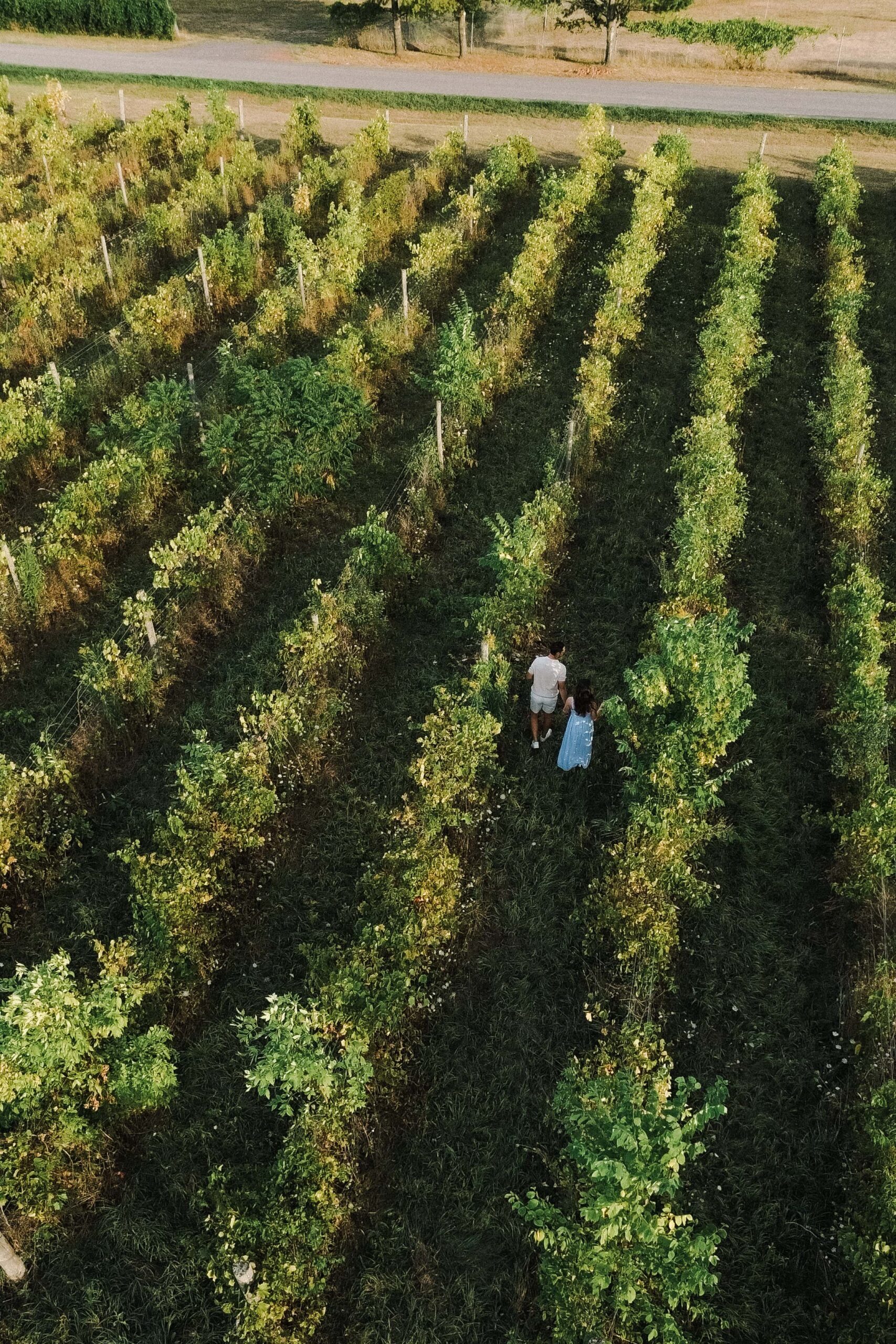 southern ontario vineyard engagement session - Sonia V Photography