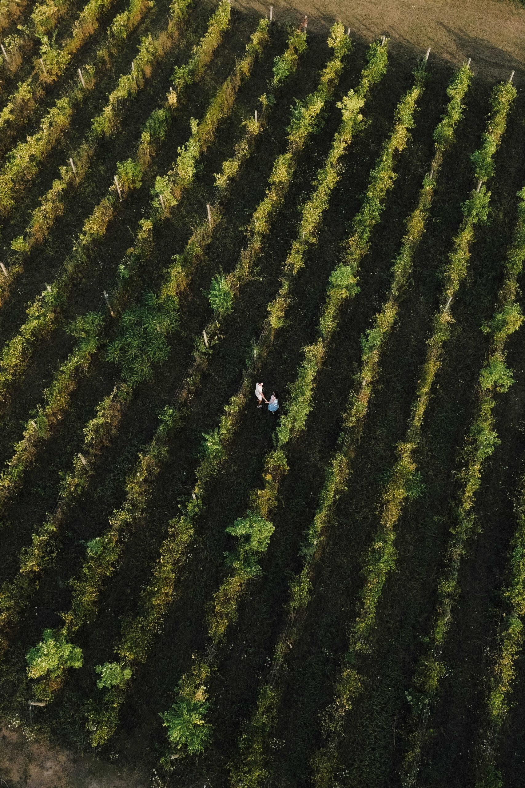 southern ontario vineyard engagement session - Sonia V Photography